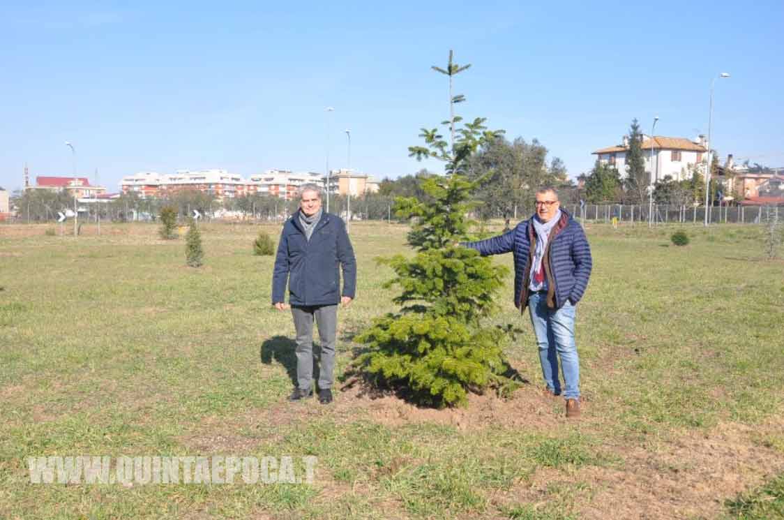 Cento nuovi abeti piantati in città: sono gli (ex) alberi di Natale dei cittadini.