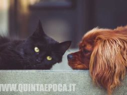 animali-gatti-cani