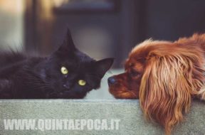 animali-gatti-cani