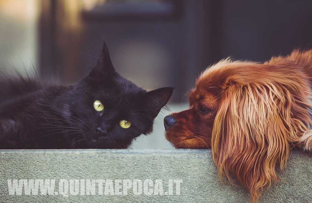 Torna il MerCanino dal 17 al 19 dicembre alla Sala Anselmi in via Saffi.
