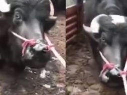 mucca