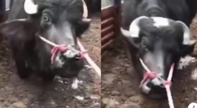 mucca