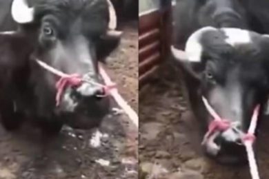mucca