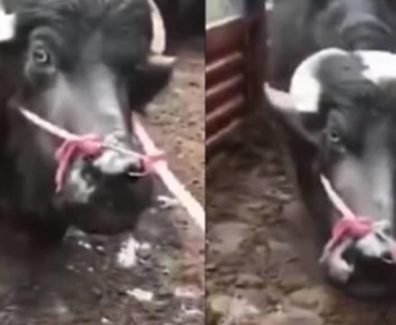 mucca