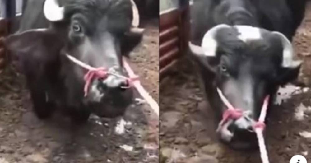 Mucca incinta si inginocchia per evitare il macello. Arriva il lieto fine.