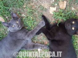gatti-aton-aron