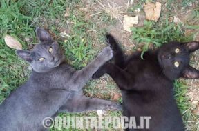 gatti-aton-aron