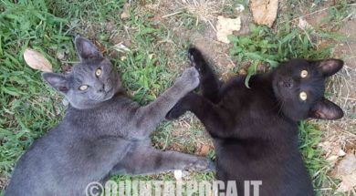 gatti-aton-aron