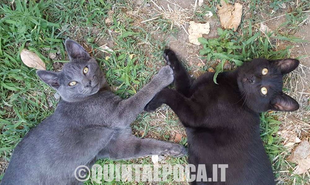 Sabato 17 giugno microchip gratuito a piazza della Rocca
