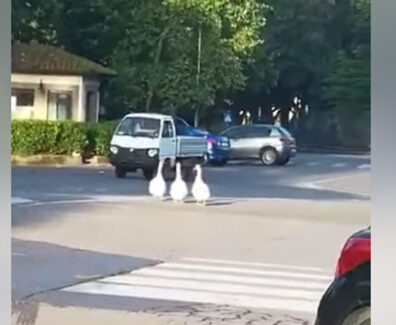 oche