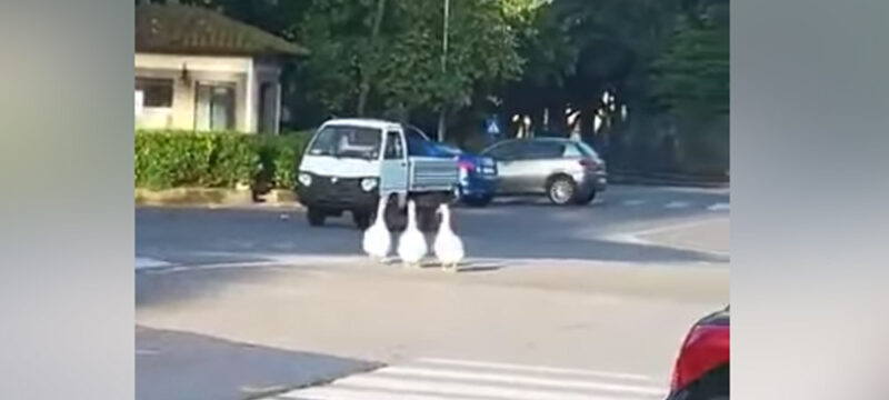 oche