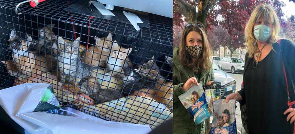 Venti cuccioli di gatto “da salvare”, Perlorca e il gruppo donne Lega consegnano cibo.