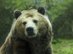 orso