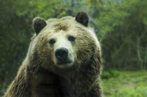 orso