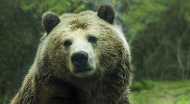orso