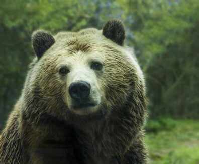 orso