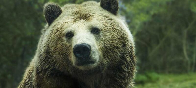 orso