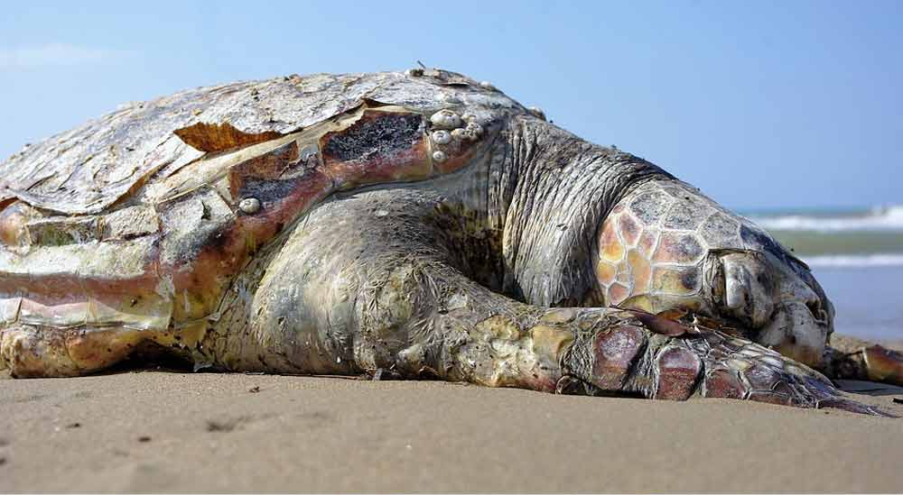 Una grossa tartaruga marina ritrovata morta sulla spiaggia.