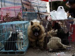 yulin