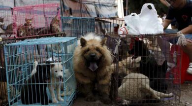 yulin