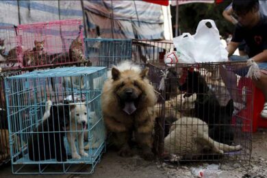 yulin