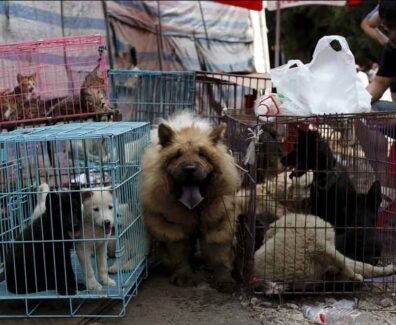 yulin