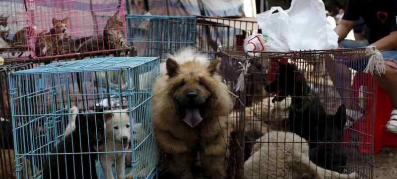 yulin