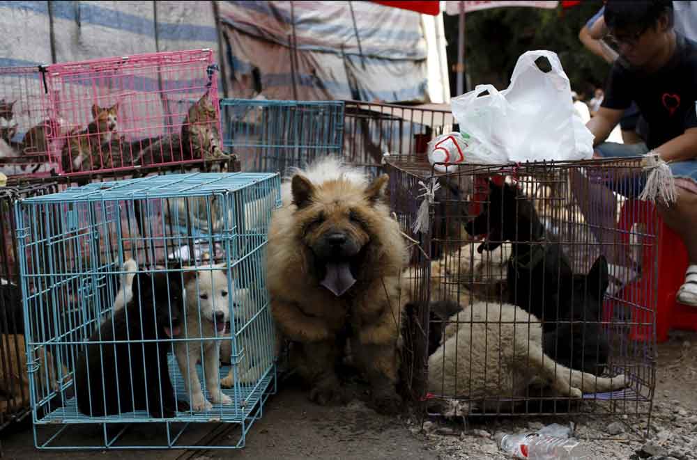 Yulin, Morelli (Lega): «Governo italiano condanni Festival degli orrori».