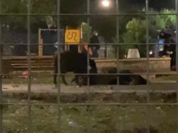 cinghiali-roma