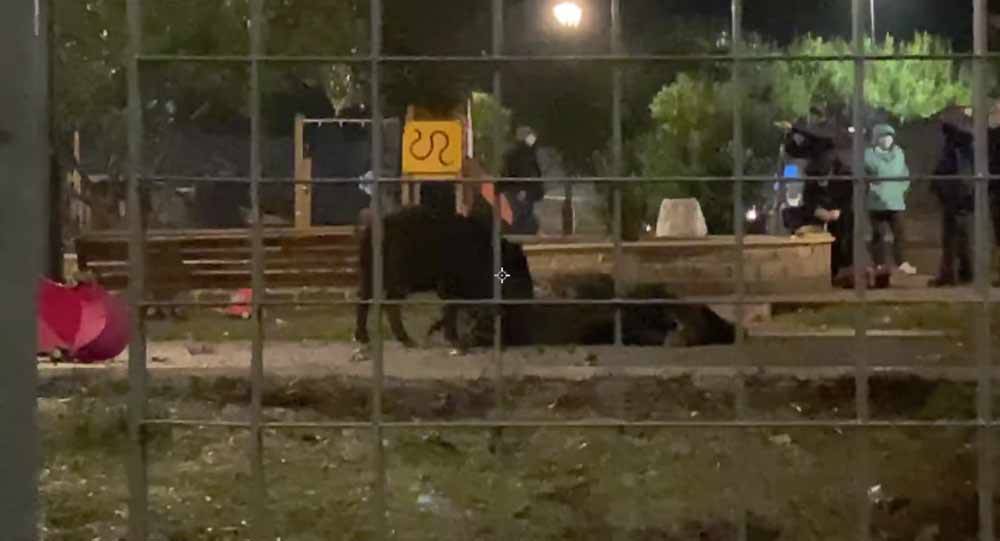 Roma, uccisa mamma cinghiale e 6 cuccioli tra le proteste dei cittadini inorriditi.