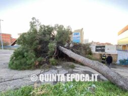 piscina-comunale-albero-2