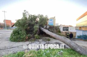 piscina-comunale-albero-2