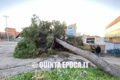 piscina-comunale-albero-2