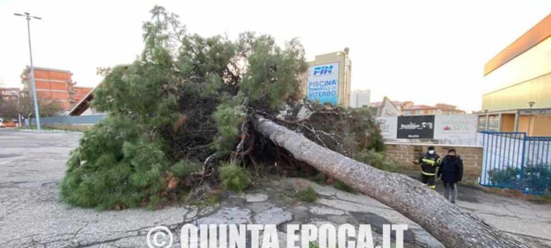piscina-comunale-albero-2