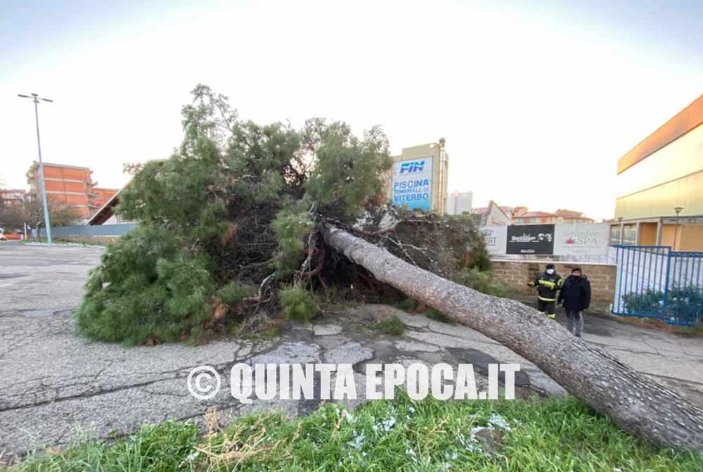Grosso pino cade davanti all’ingresso della piscina comunale.
