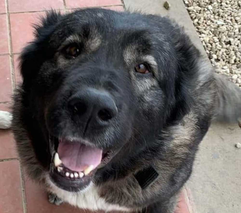 Cane legato all’auto. Partito Animalista Italiano ed Enpa: «Pena esemplare».