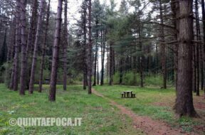 CIMINI-BOSCO-FAGGETA