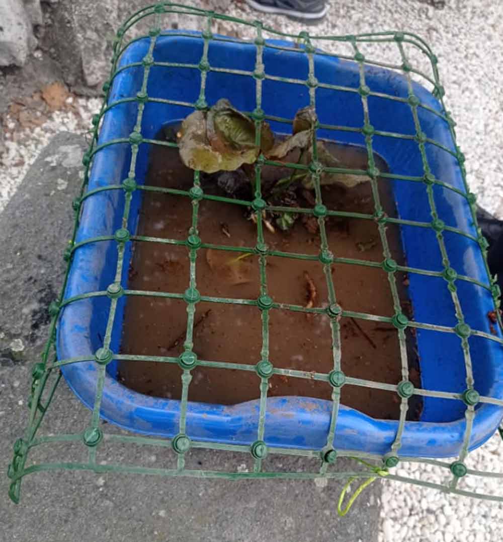 Vaschetta contenente ninfee a Prato Giardino.