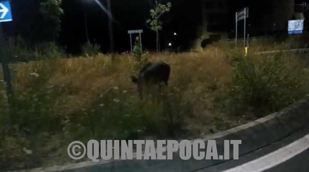 Cinghiali, Lipu Viterbo: «La caccia ha causato l’emergenza e non può risolverla».