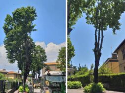alberi-via-lorenzo-da-viterbo