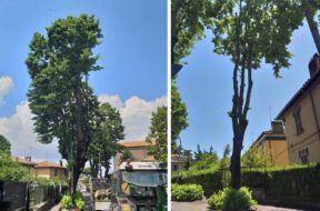 alberi-via-lorenzo-da-viterbo