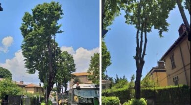 alberi-via-lorenzo-da-viterbo