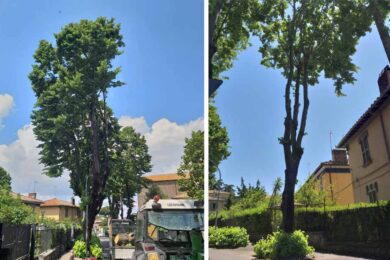 alberi-via-lorenzo-da-viterbo