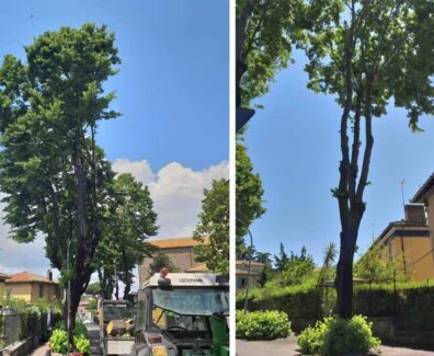alberi-via-lorenzo-da-viterbo