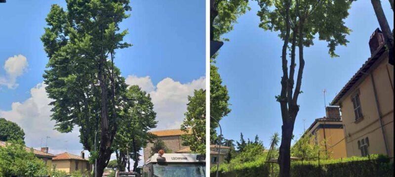 alberi-via-lorenzo-da-viterbo