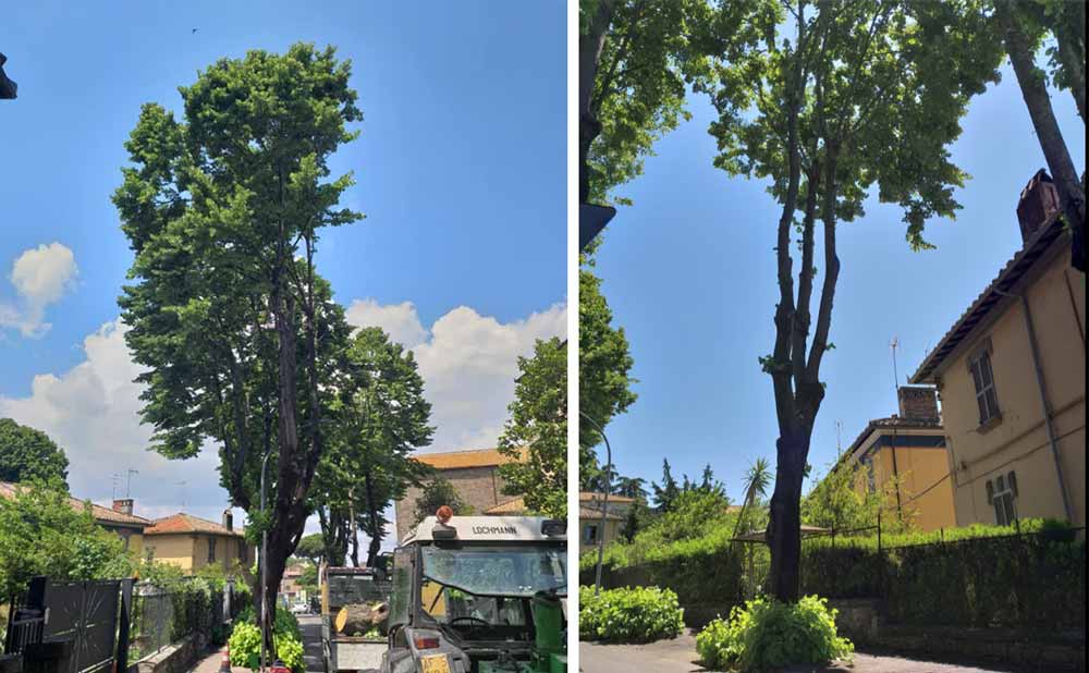 Alberi in via Lorenzo da Viterbo dopo la potatura