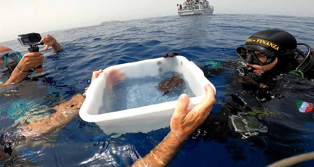 Rilasciate 12 tartarughe marine al largo delle Isole di Ventotene e Santo Stefano.