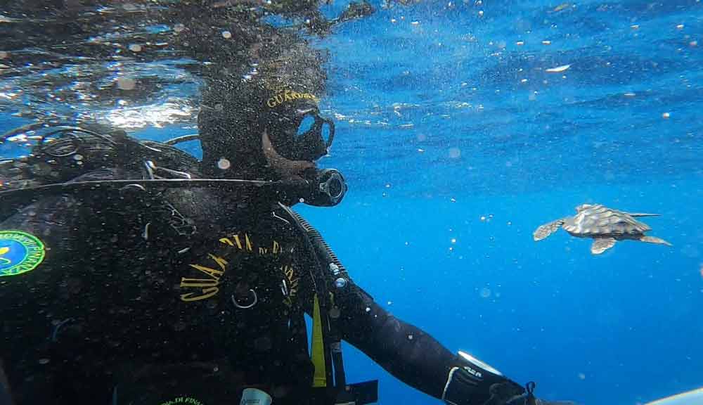 Rilasciate 12 tartarughe marine al largo delle Isole di Ventotene e Santo Stefano.