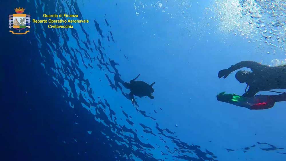 Rilasciata in mare la tartaruga “Azzurra”, nome dato in onore della Nazionale.