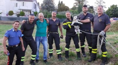 salvataggio-cane